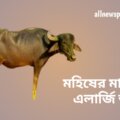 মহিষের-মাংসে-কি-এলার্জি-আছে