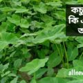 কচু-শাকে-কি-এলার্জি-আছে